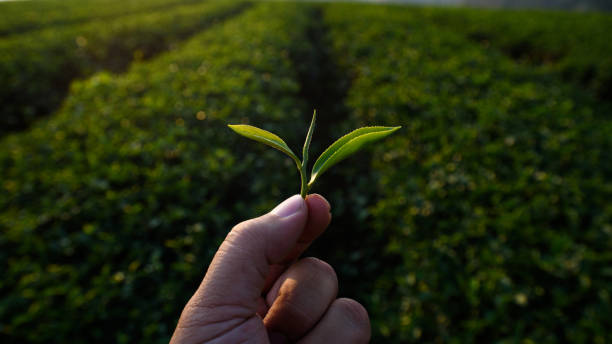 promoting agriculture